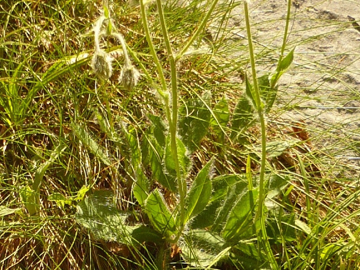 Hieracium cerinthoides (Asteraceae)